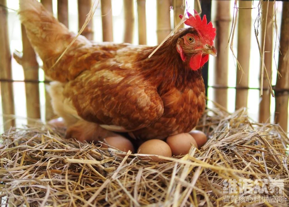 蛋雞每天吃多少克飼料,蛋雞飼料配方表圖