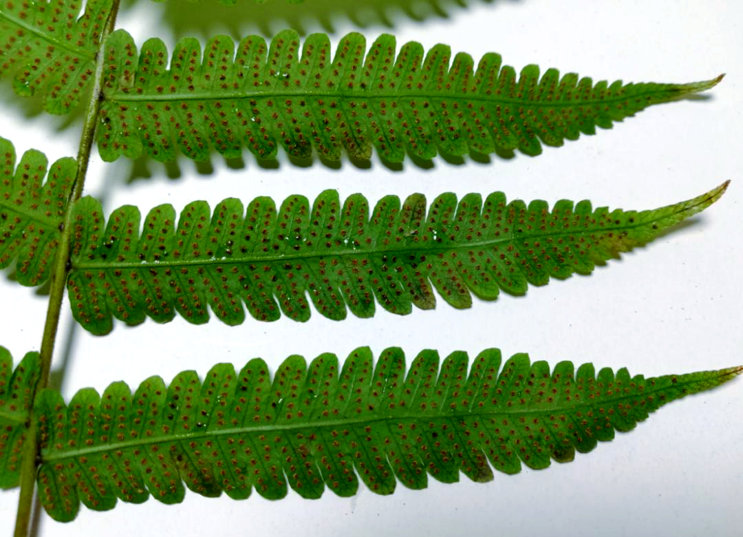 显微世界探秘:蕨类植物的孢子囊与孢子