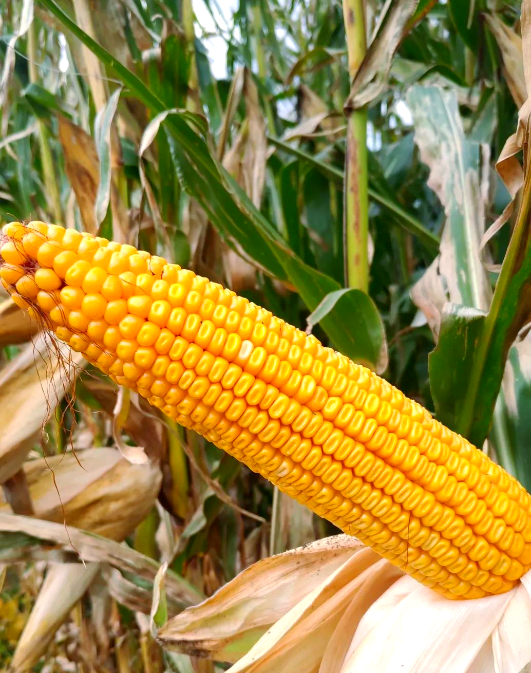 东北大区迪卡玉米品种概览