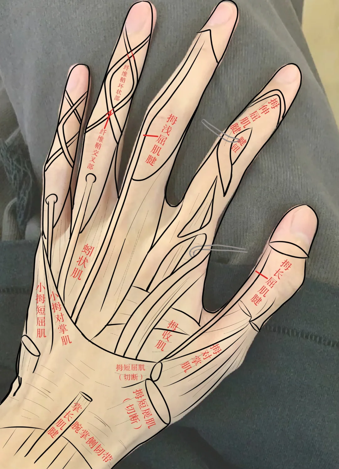 手部绘画素材大集合:结构,动态,比例,轮廓与解剖高清图集