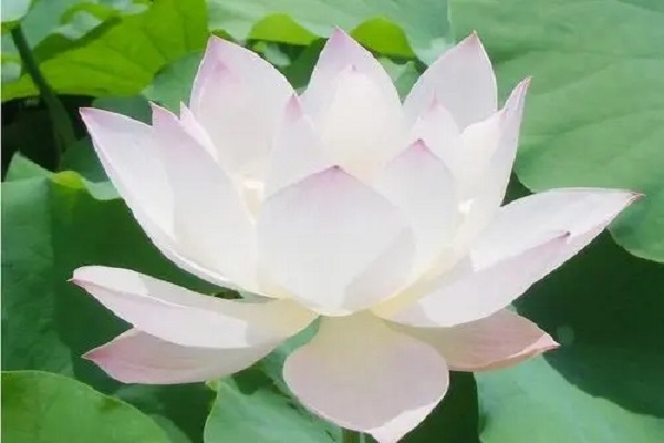 莲花代表什么象征意义