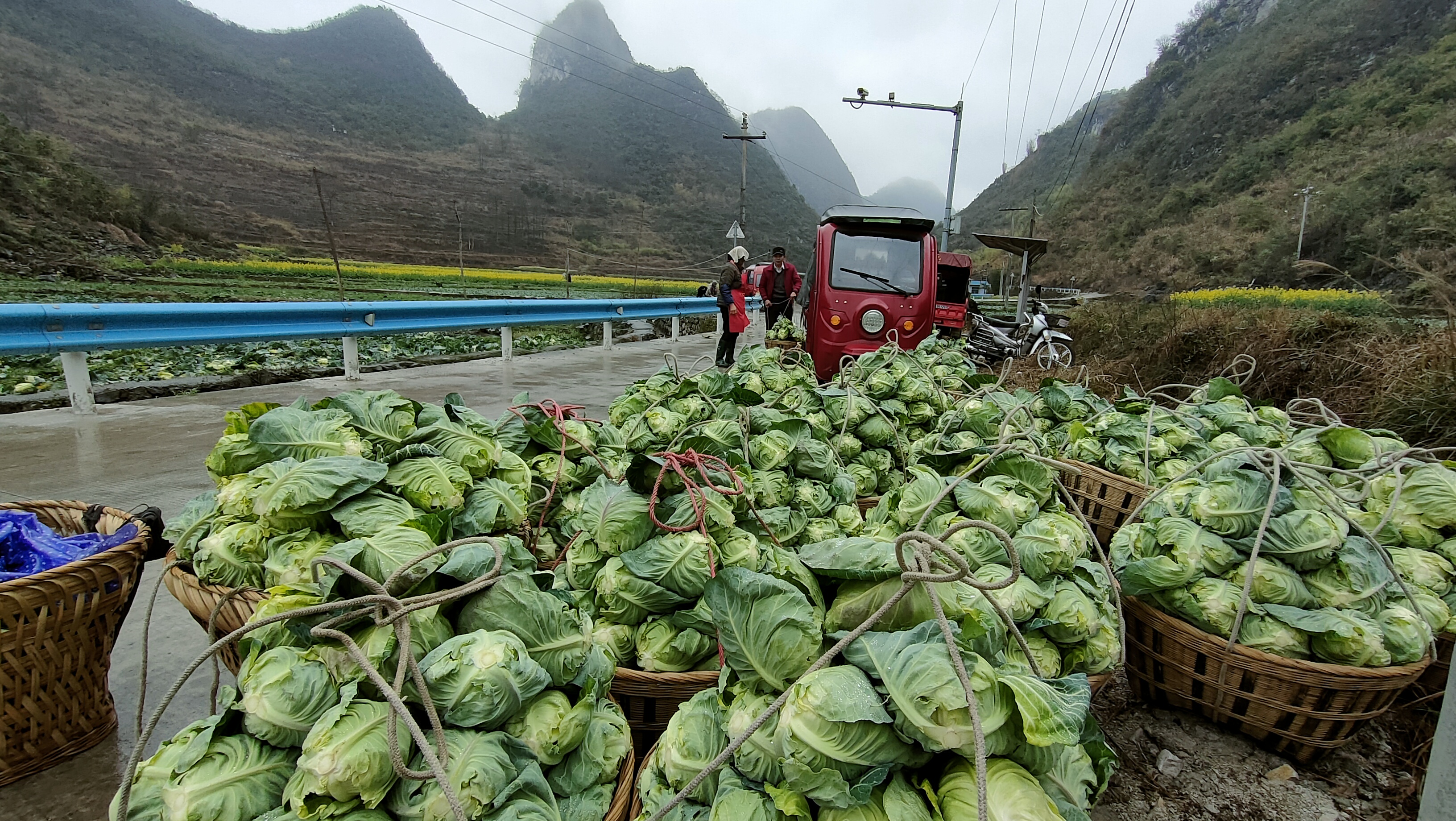 惠水縣蘆山鎮:蔬菜地裡採收忙 產業致富有奔頭