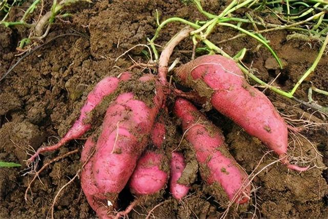 红薯病虫害早知道——疮痂病,主要发生在东南沿海,减产30%-40%