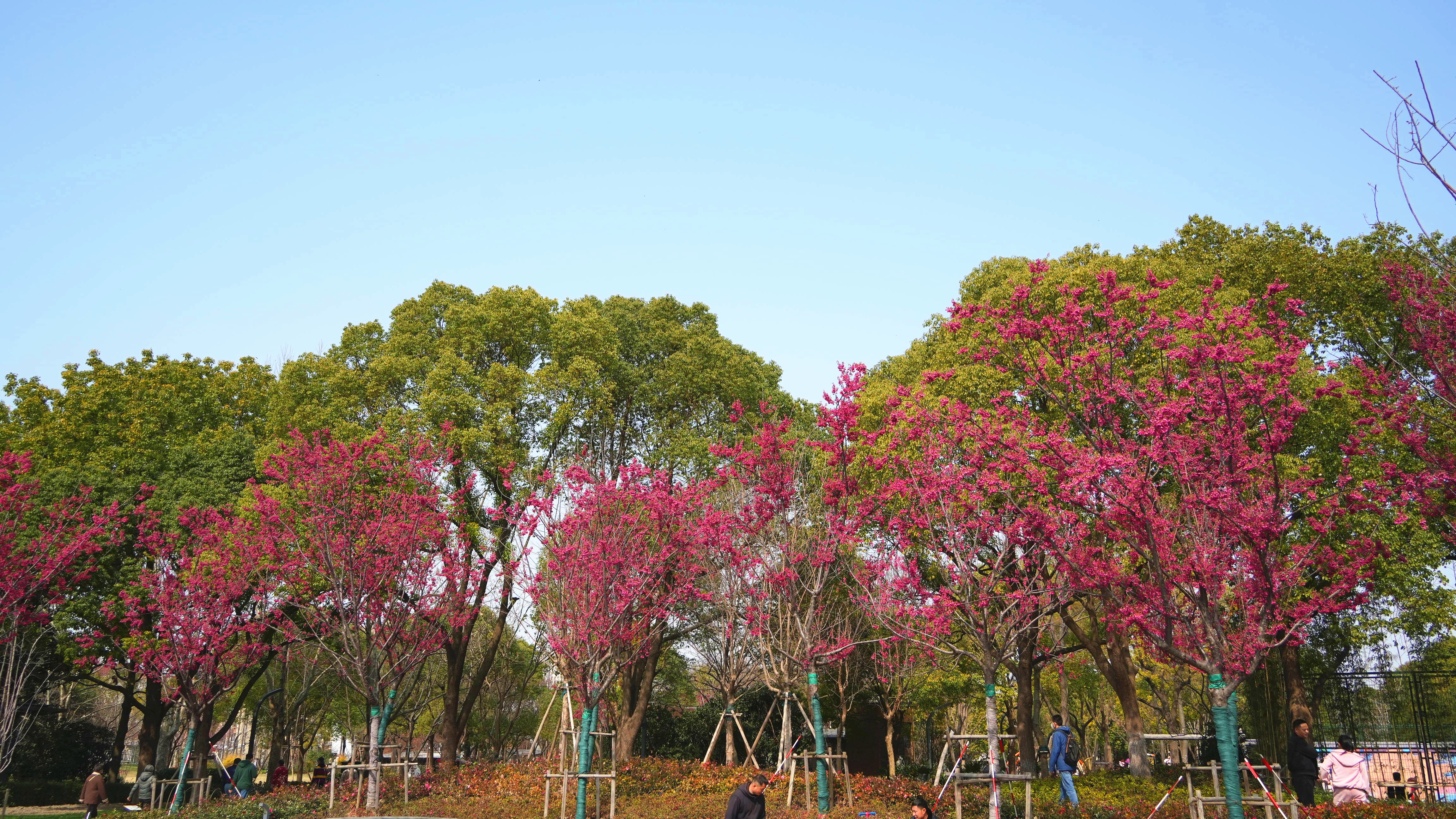在静安欣赏山林美景:中兴公园福建山樱花盛开