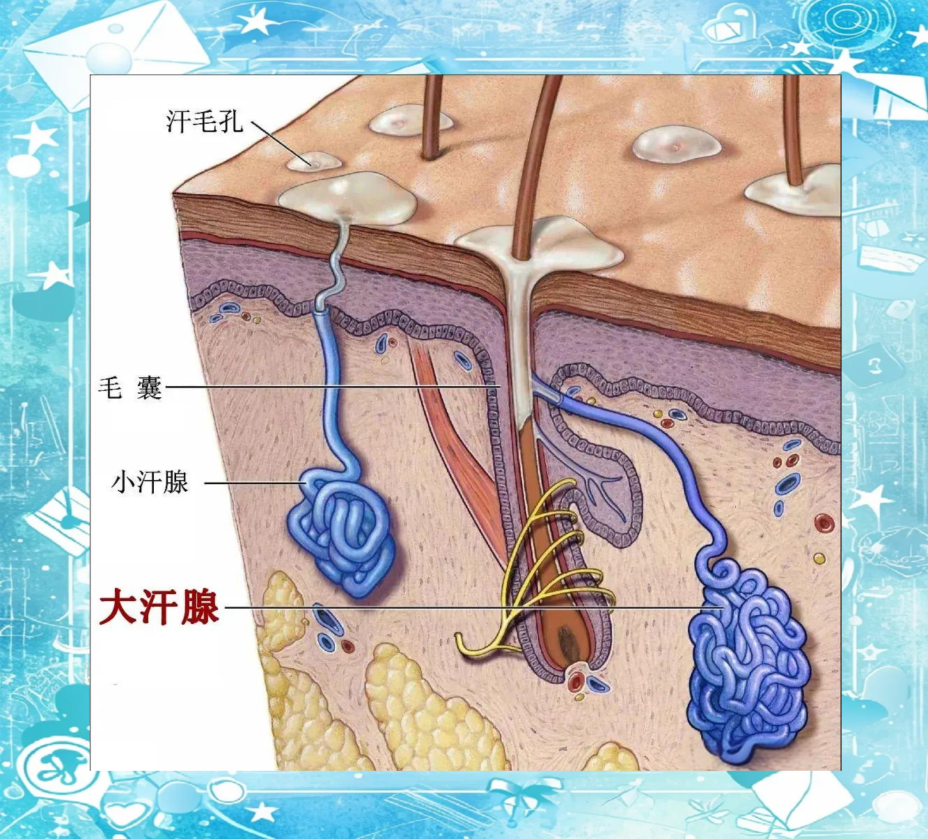 然而,大汗腺,其直径较大,主要分布在腋下,胯下,乳晕及外耳道等部位