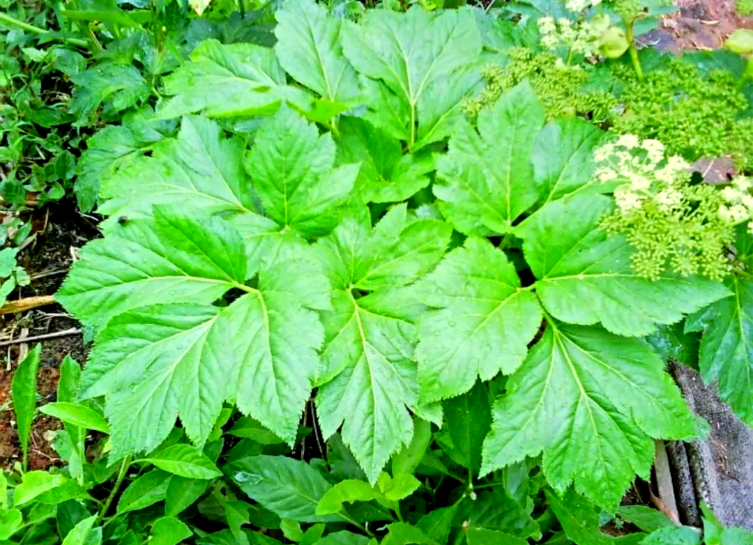 明日叶:多重健康功效与现代应用