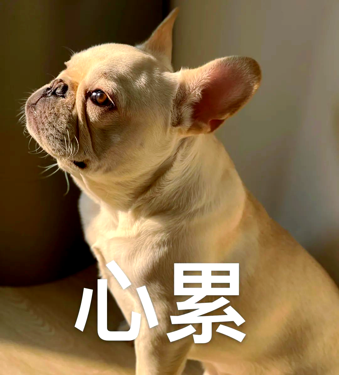 功课,心力交瘁;游戏时遭遇猪队友,心情沉重;与伴侣争执不下,心烦意乱