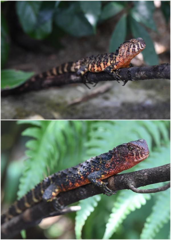 中国鳄蜥种群数量保持稳定态势