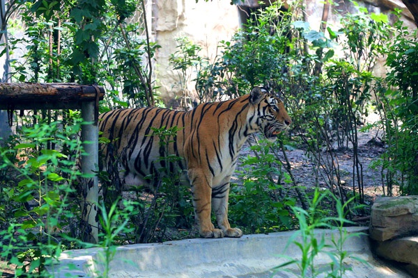 虎年到成都动物园看老虎,过新年