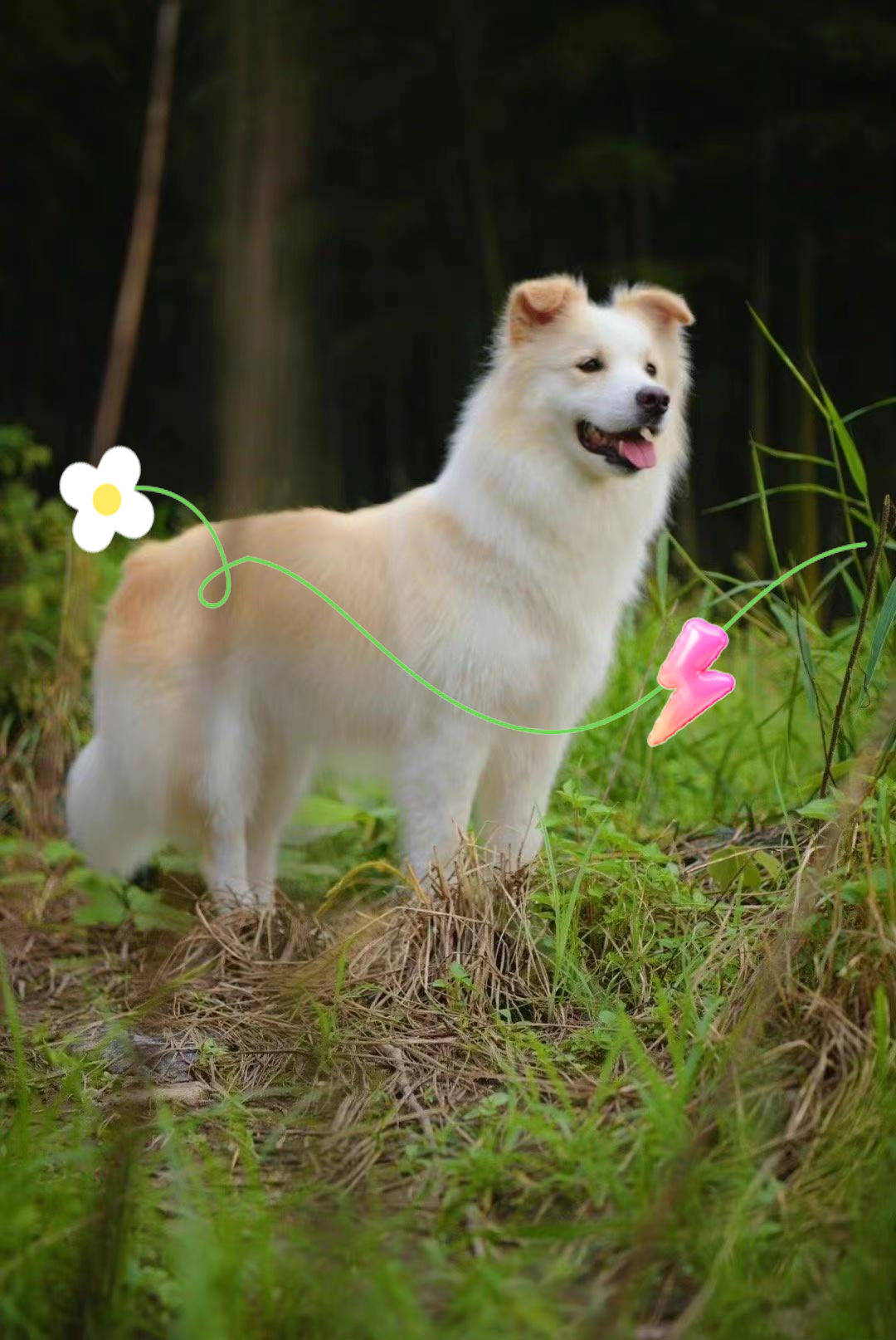 揭秘陈贝拉:一只风靡网络的金色边牧犬