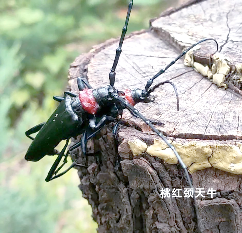 天牛:树木的致命敌人,多种类型危害大