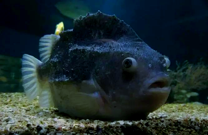 探索"波妞"的海洋原型