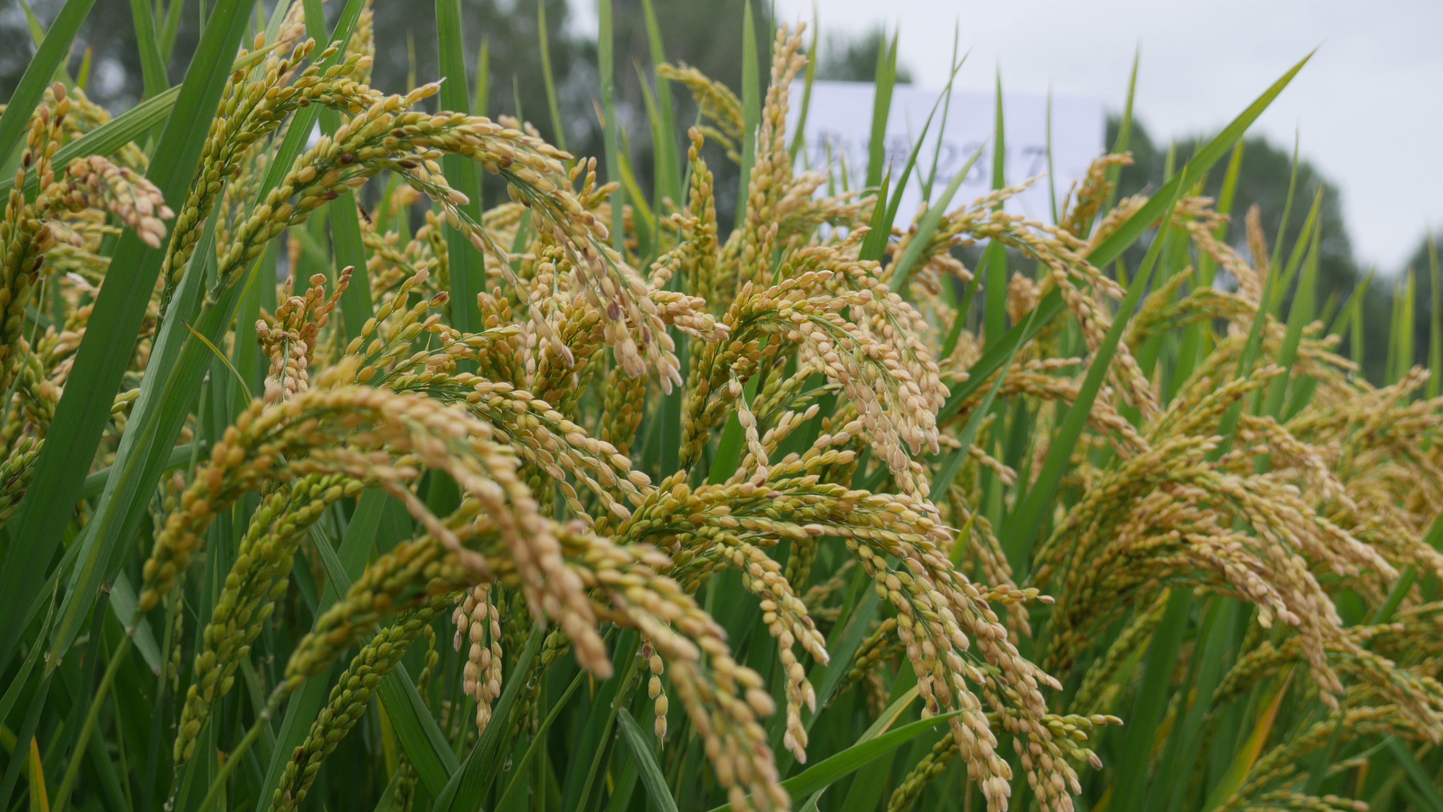 龙粳4556水稻品种图片