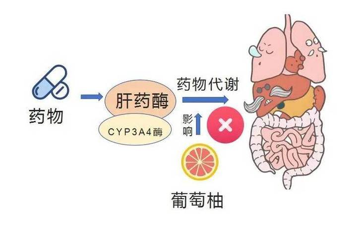 药物代谢动力学详解:从首过效应到肝药酶影响