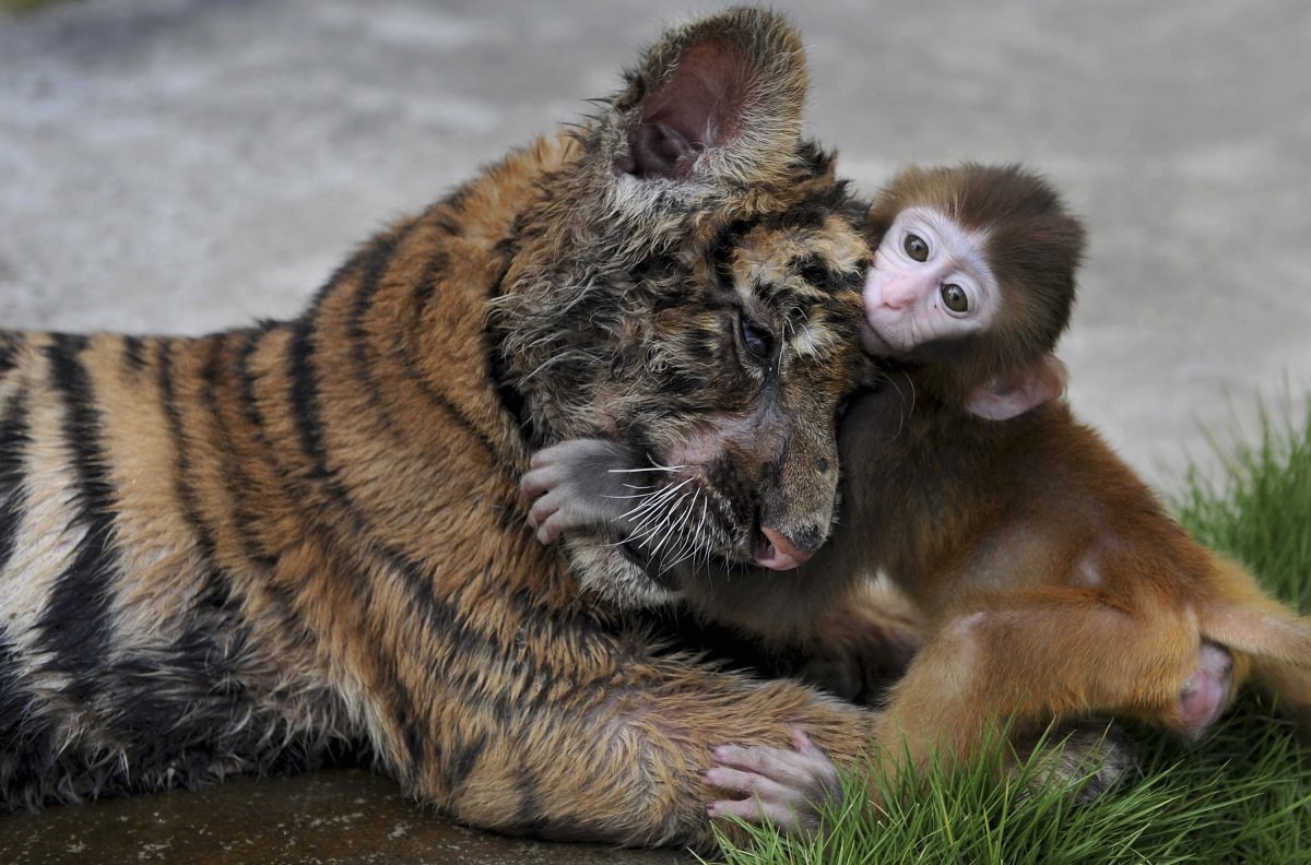 一只老虎和猴子抱在一起了