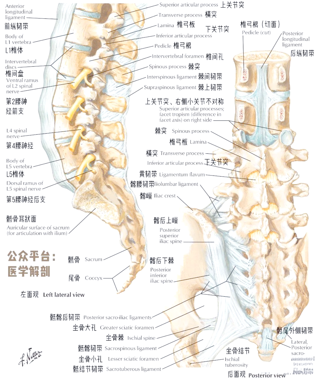 深入解读腰椎与椎间盘的精细结构
