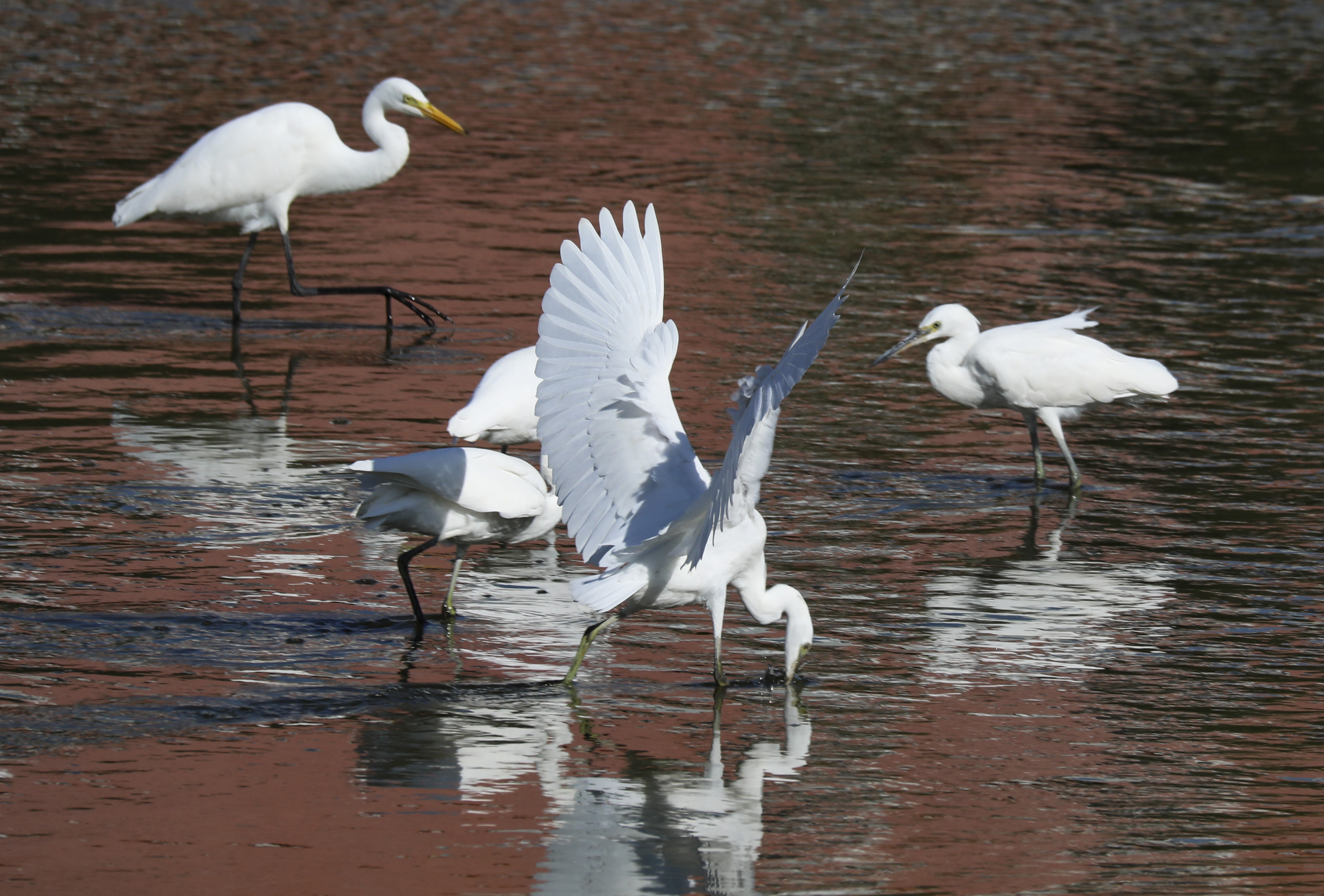 驻足张家口清水河 看白鹭翩翩起舞