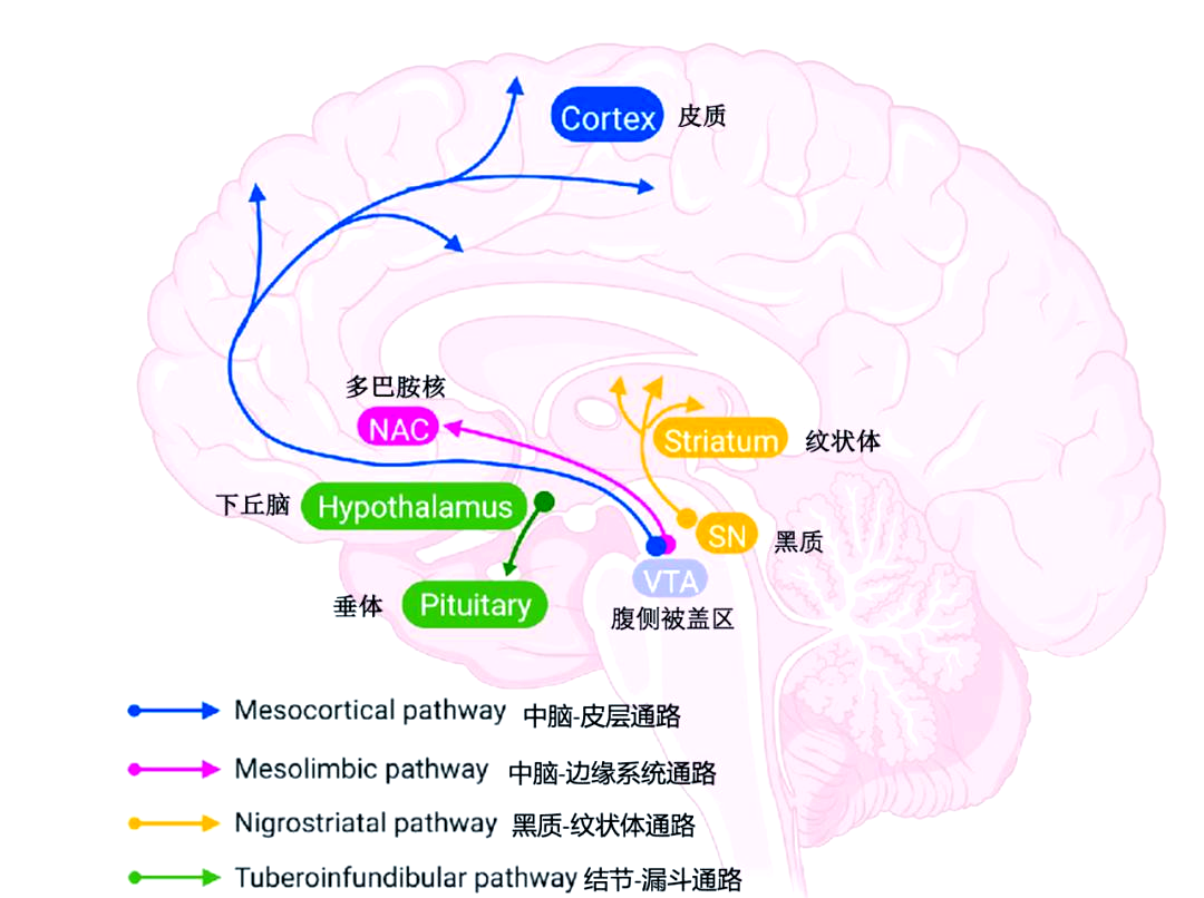 多巴胺:一种与帕金森病紧密相关的神经递质