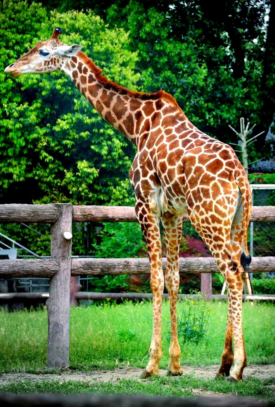 长颈鹿:探索现存最高的陆地动物