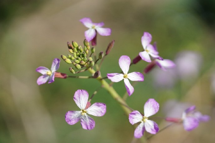 百花车轴草图片