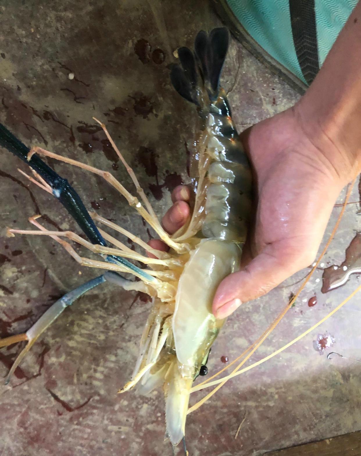广州钓鱼人珠江钓起罕见大虾,而且一肚子虾籽