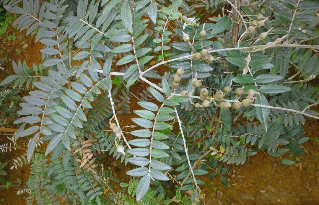 山豆根及其伪品的鉴别方法