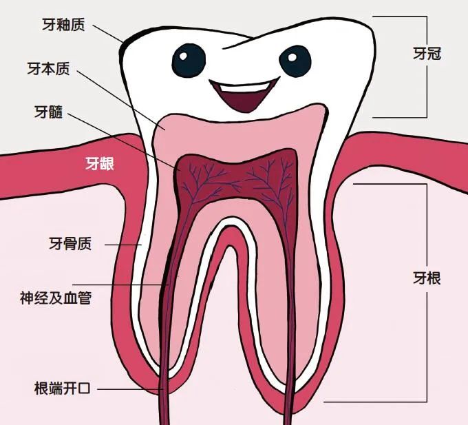 牙齿名称图片大全图解图片