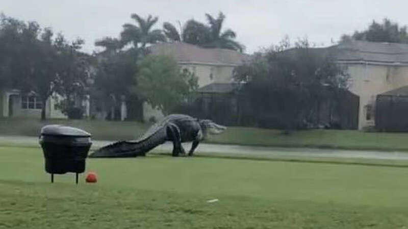 可怕!3米多长巨鳄被拍到在高尔夫球场溜达
