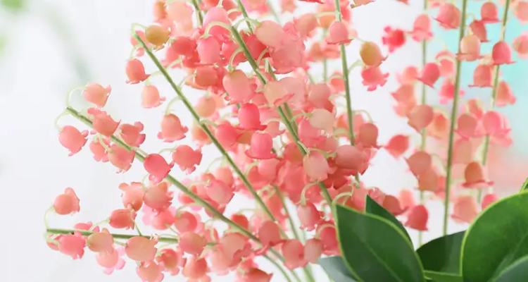 铃兰花语是什么