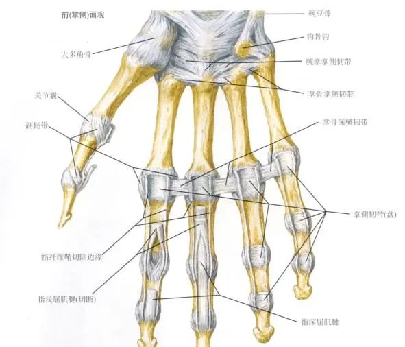 为什么掰手指会咔咔响?到底能不能掰?