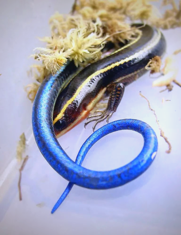 石龙子:神秘世界中的多彩生命