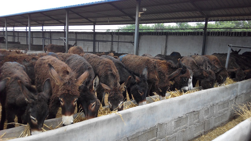 如何有效清除寄生虫,缓解驴体内毒素积累的问题?