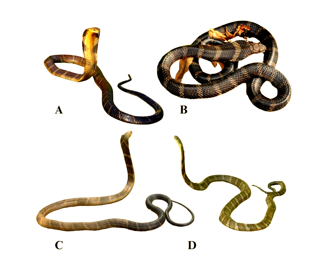 眼镜蛇为什么取名叫眼镜蛇为什么在线 眼镜蛇为什么取名叫眼镜蛇为什么在线