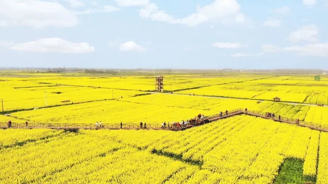 十美堂油菜花观光基地图片