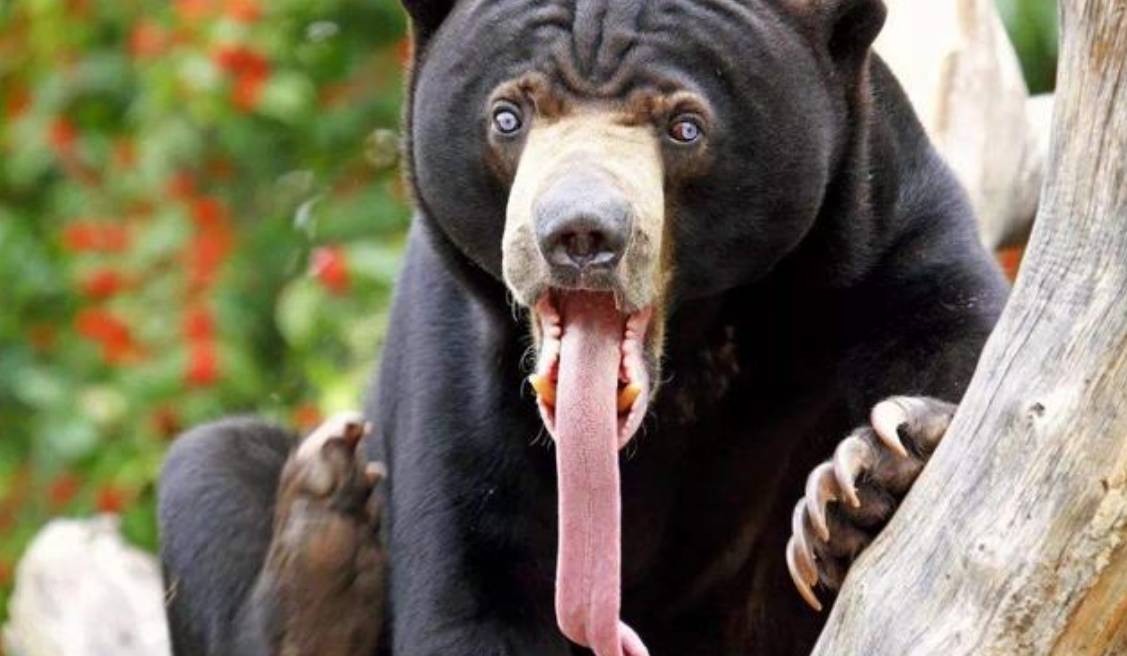 地球上舌头最长的人,可以轻松碰到眉毛,网友:不敢相信!