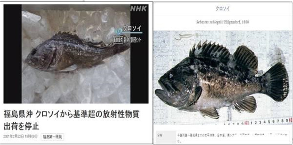 核泄漏10年,日本福岛海域出现不明辐射生物,放射物超5倍