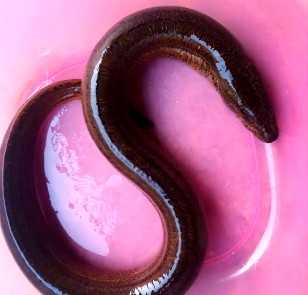 黄鳝的诸多益处:建议大家提前了解并食用