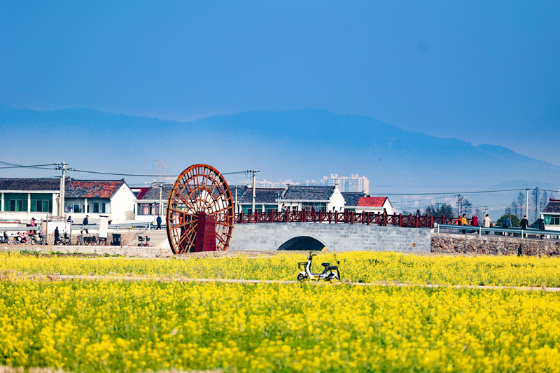 宁波镇海区骆驼街道千亩油菜花海迎客绽放