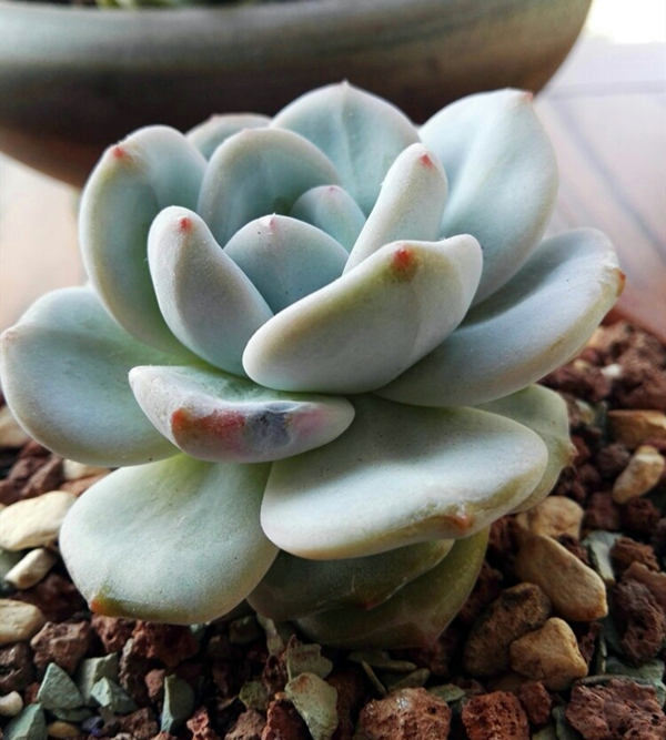 多肉梦露,雪莲,芙蓉雪莲,看着没区别,细细观察不一样!