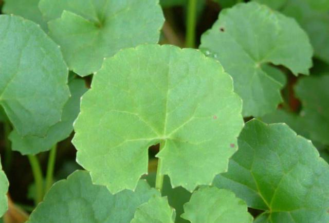 这植物名叫"雷公根",和铜钱草很相似,之前是野草,如今受欢迎