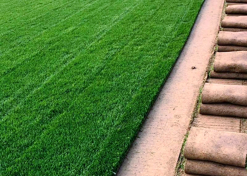 四季青草坪的品种与特点详解