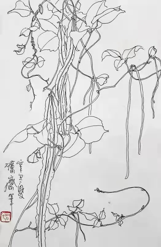 砺斋同光花鸟写生系列之——豆角