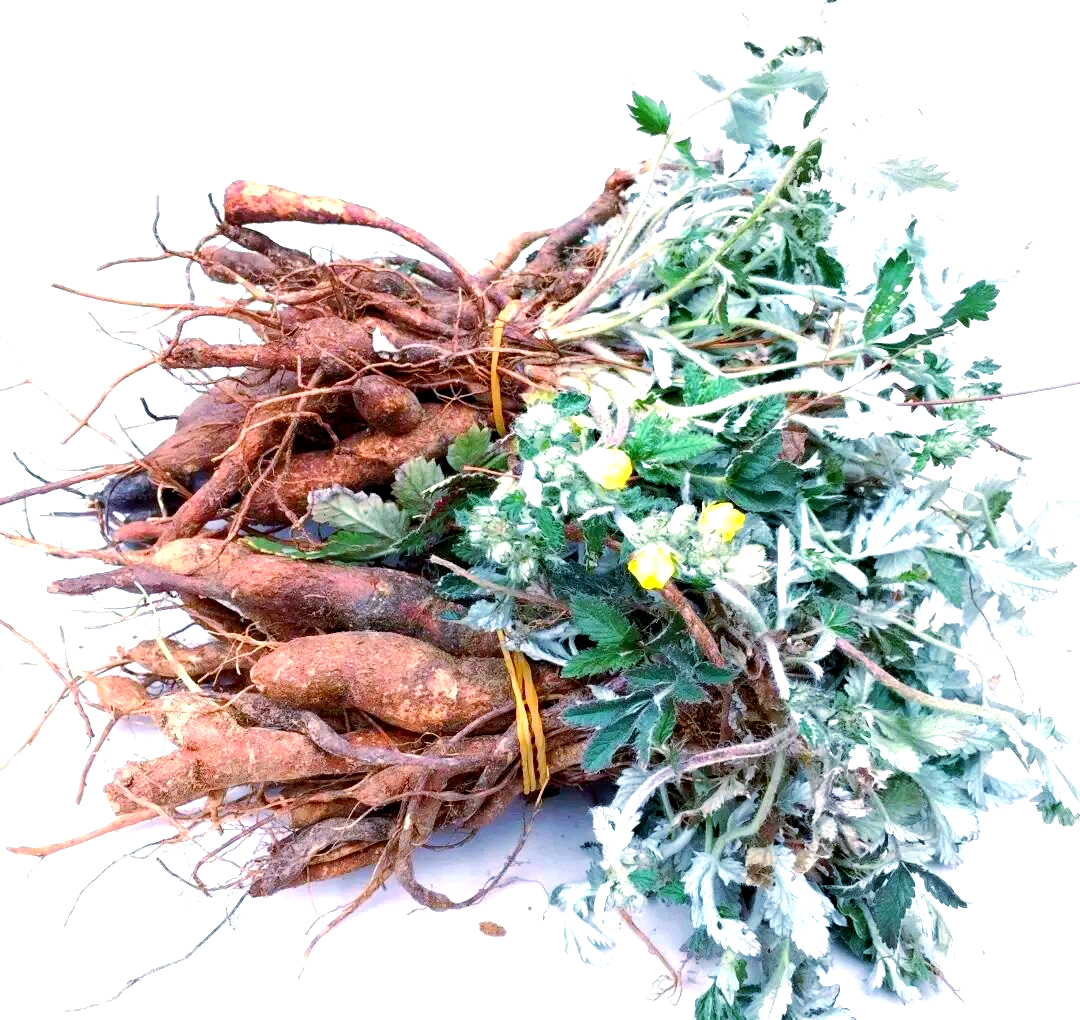 鸡腿参:从童年零食到现代药材