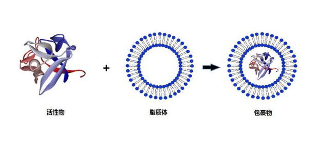 多囊脂质体图片