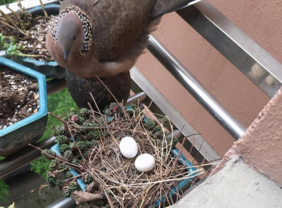 在我国,野生斑鸠随处可见,但为什么很少看见斑鸠巢穴?