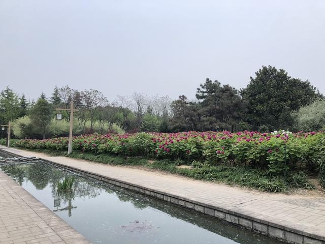 洛陽市隋唐城遺址植物園4月3日花情