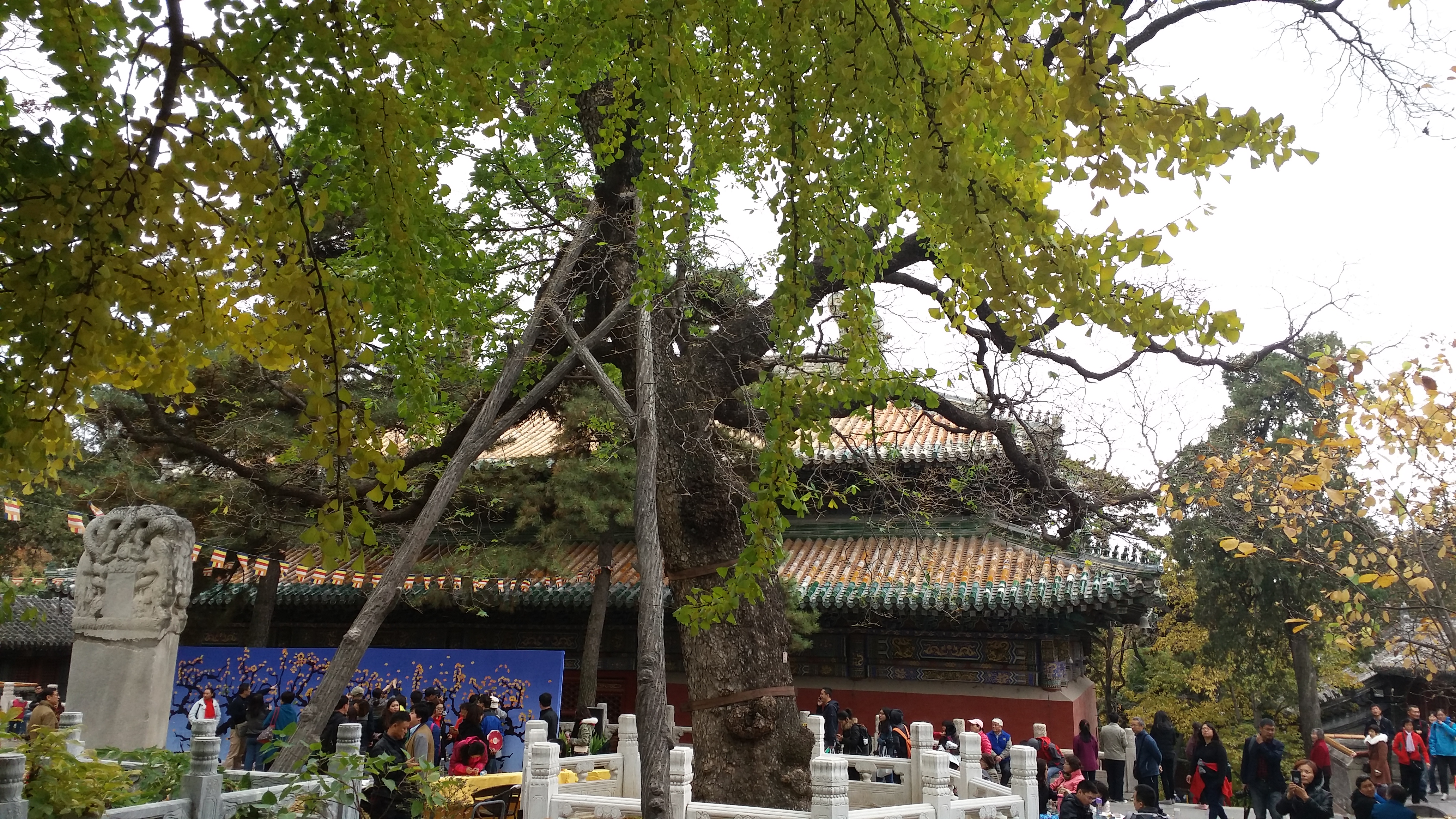 金秋的潭柘寺,这座皇家寺院更显千年古刹的独特魅力