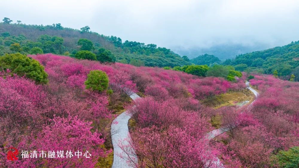 达200亩灵石山樱花园据悉2月7日,灵石山国家森林公园管理员向记者介绍