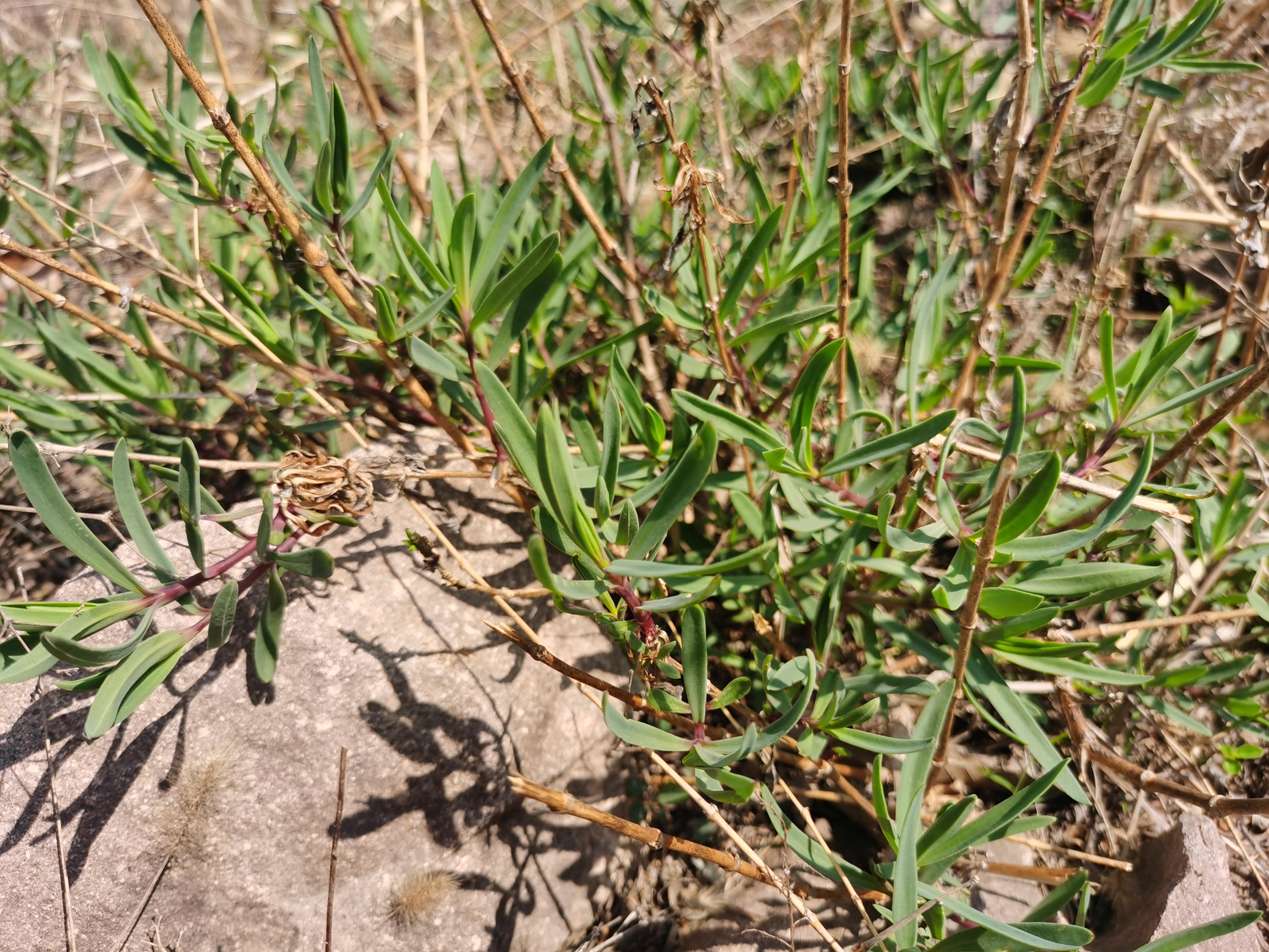 组图:在海阳乡村拍到一大片"山苜楂",学名"长蕊石头花"