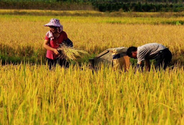 读书|一部满怀真情撼动人心的长篇小说——评张曰凯长篇小说《玄庄》